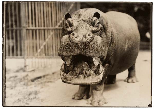 Portrait of a hippo