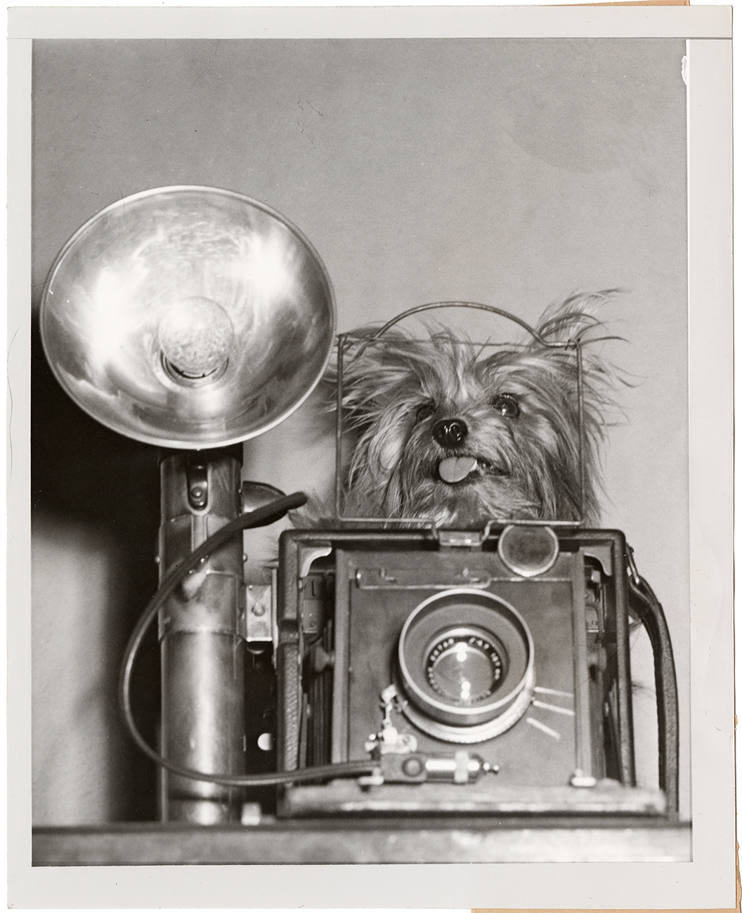 Small dog, large camera